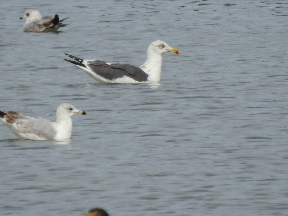 Kara Sırtlı Martı - ML650592382