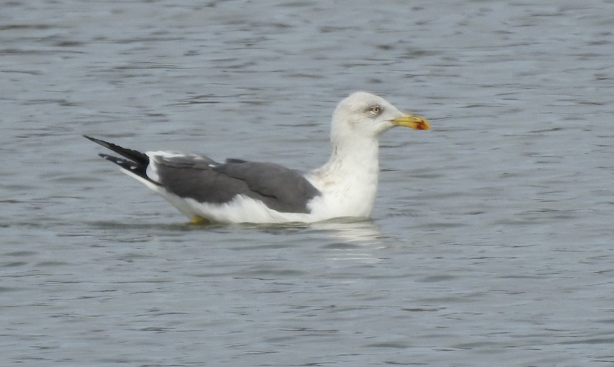 Kara Sırtlı Martı - ML650592432