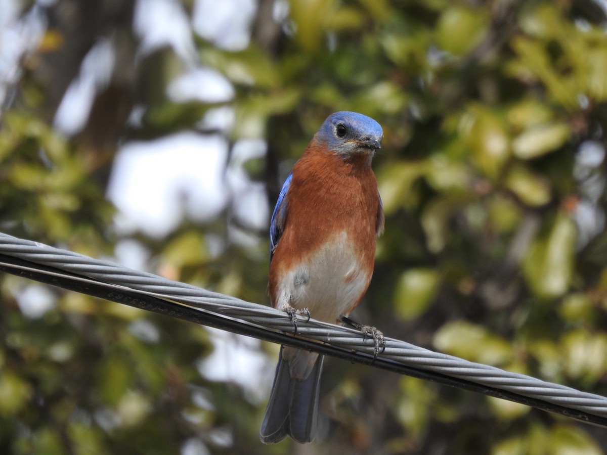Eastern Bluebird - ML650592451
