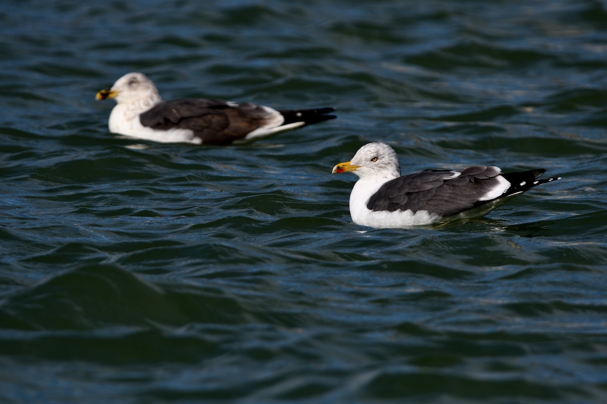 Kara Sırtlı Martı - ML650592454