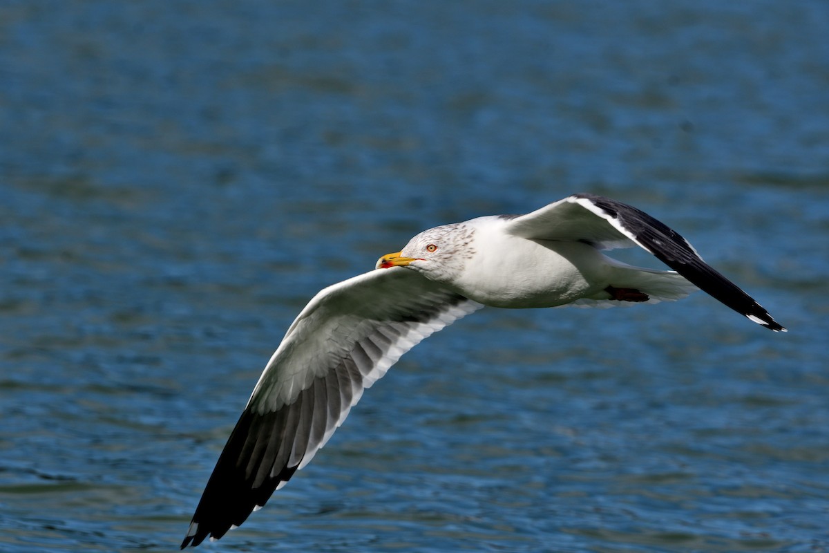 Kara Sırtlı Martı - ML650592455