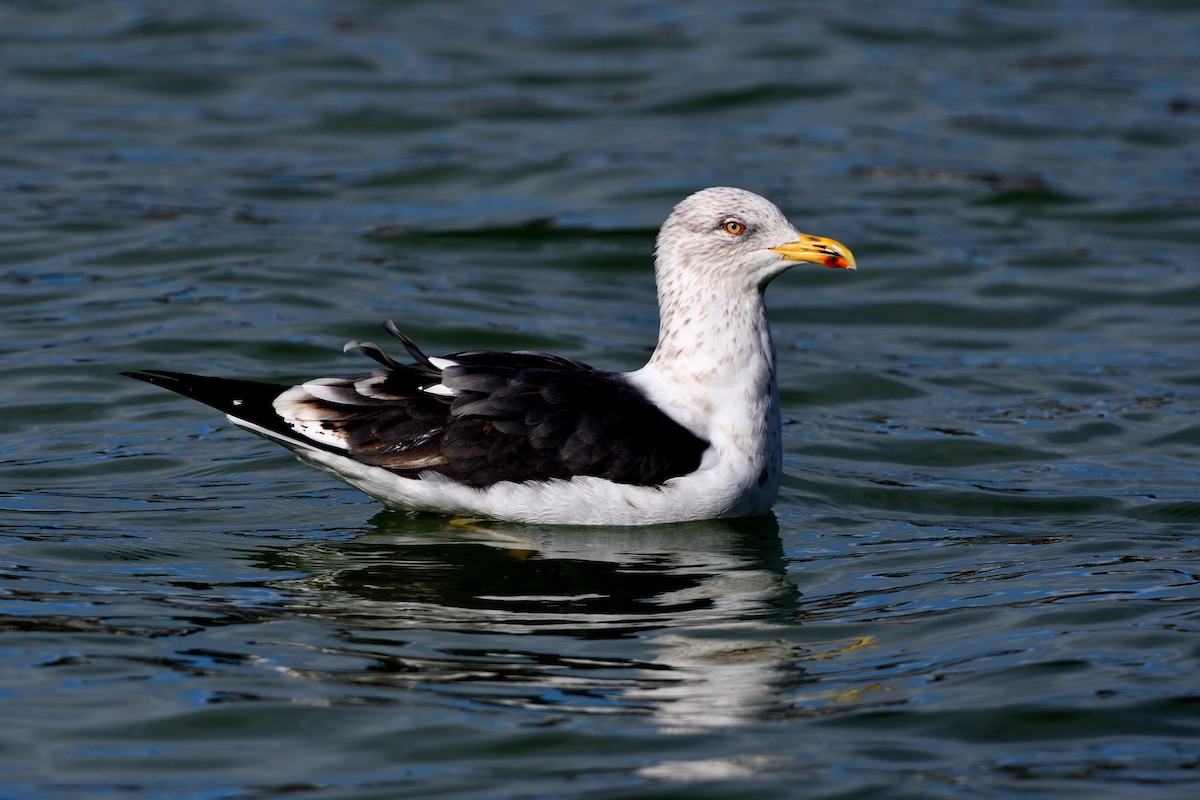 Kara Sırtlı Martı - ML650592457