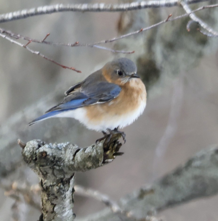 Eastern Bluebird - ML650592682