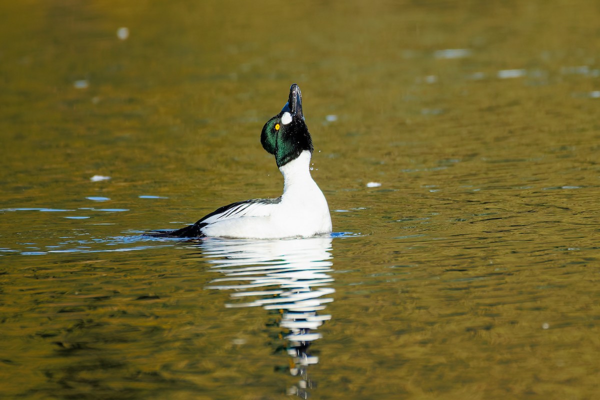 Common Goldeneye - ML650592957
