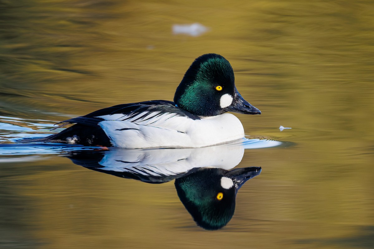 Common Goldeneye - ML650592959