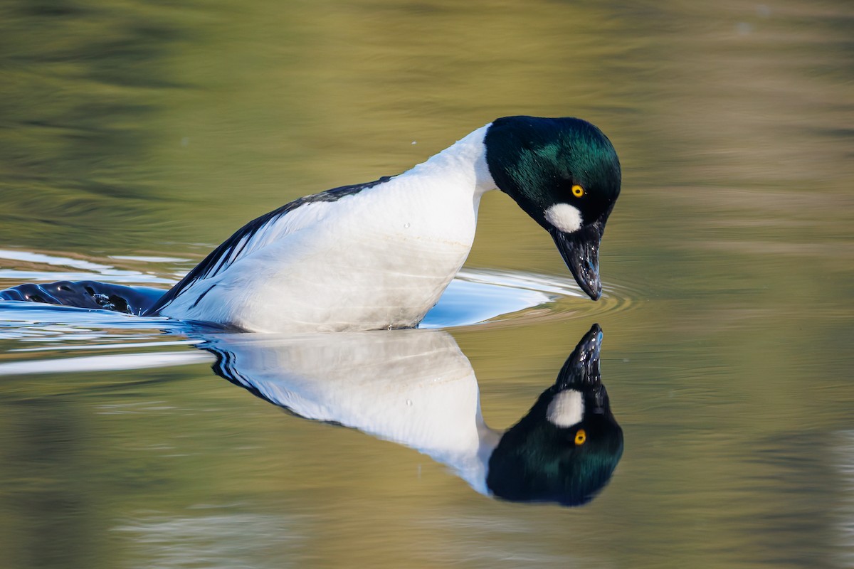 Common Goldeneye - ML650592961