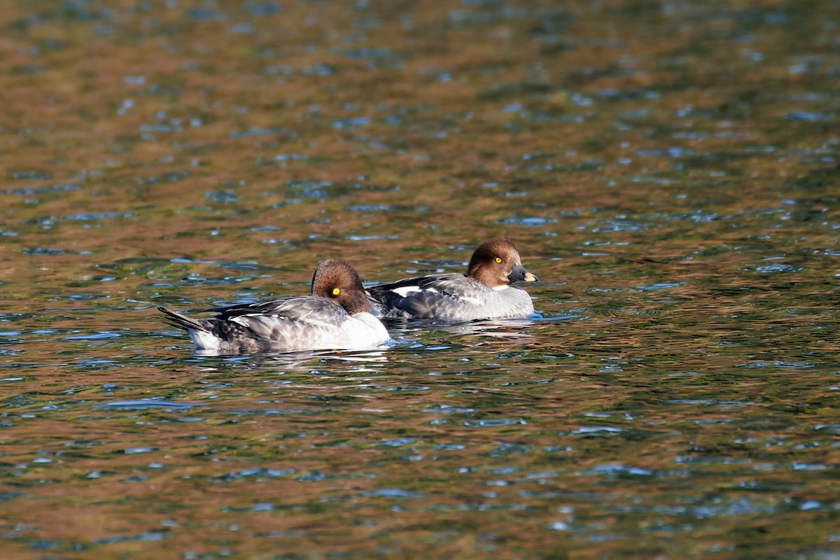 Common Goldeneye - ML650593043