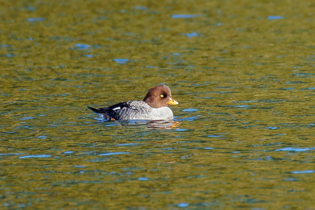 Barrow's Goldeneye - ML650593076