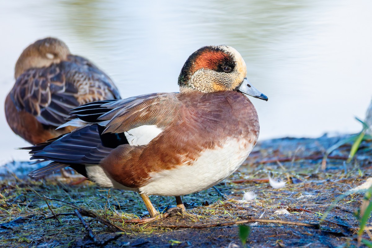 American Wigeon - ML650593108