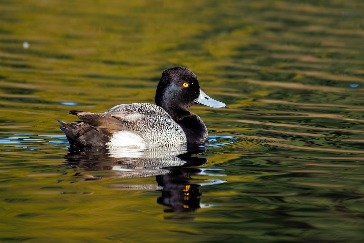 Lesser Scaup - ML650593141