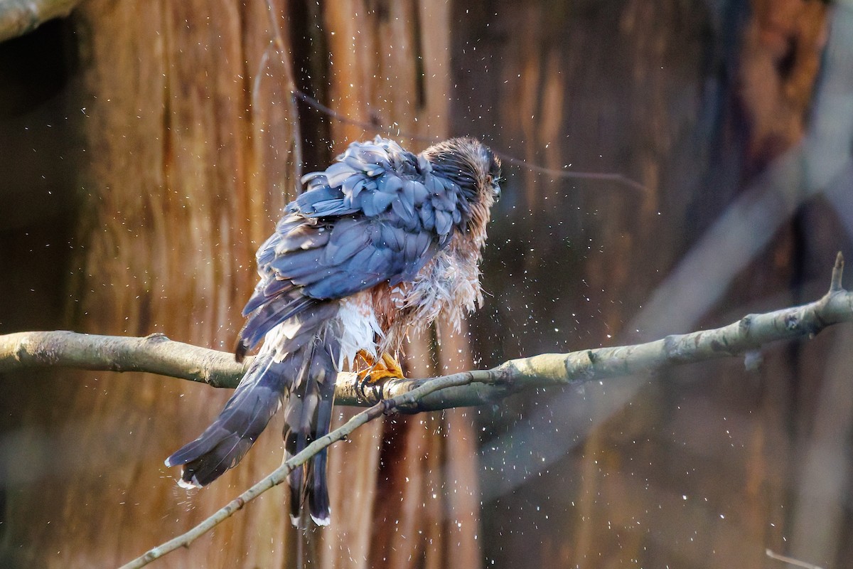 Cooper's Hawk - ML650593180