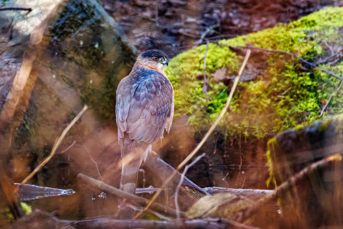 Cooper's Hawk - ML650593181