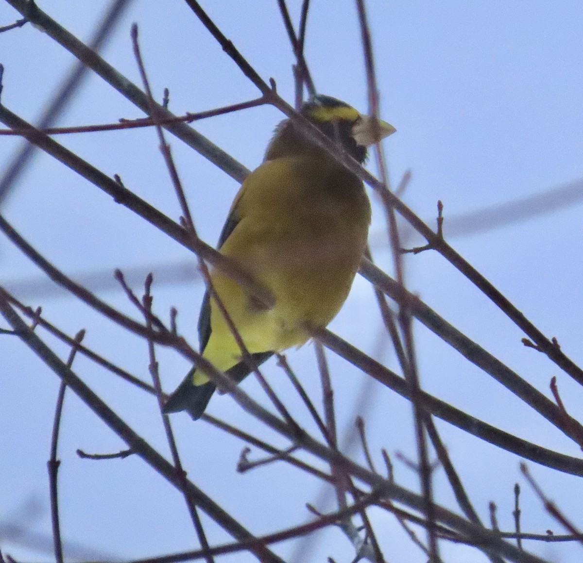 Кіпаль жовтобровий - ML650593266