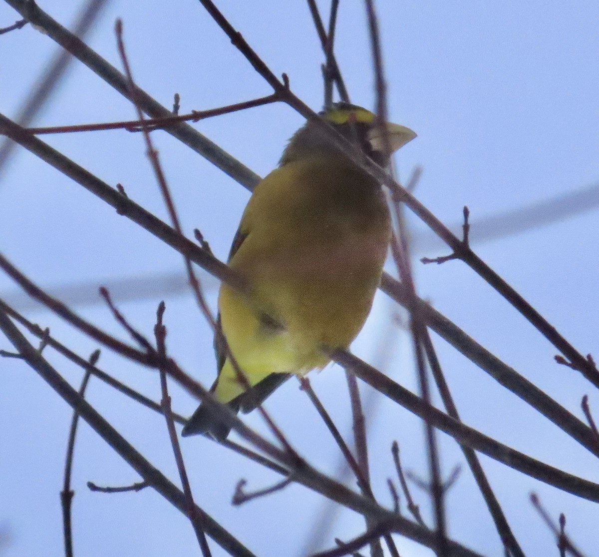 Кіпаль жовтобровий - ML650593267