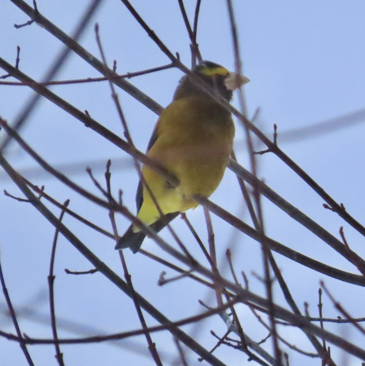 Кіпаль жовтобровий - ML650593268