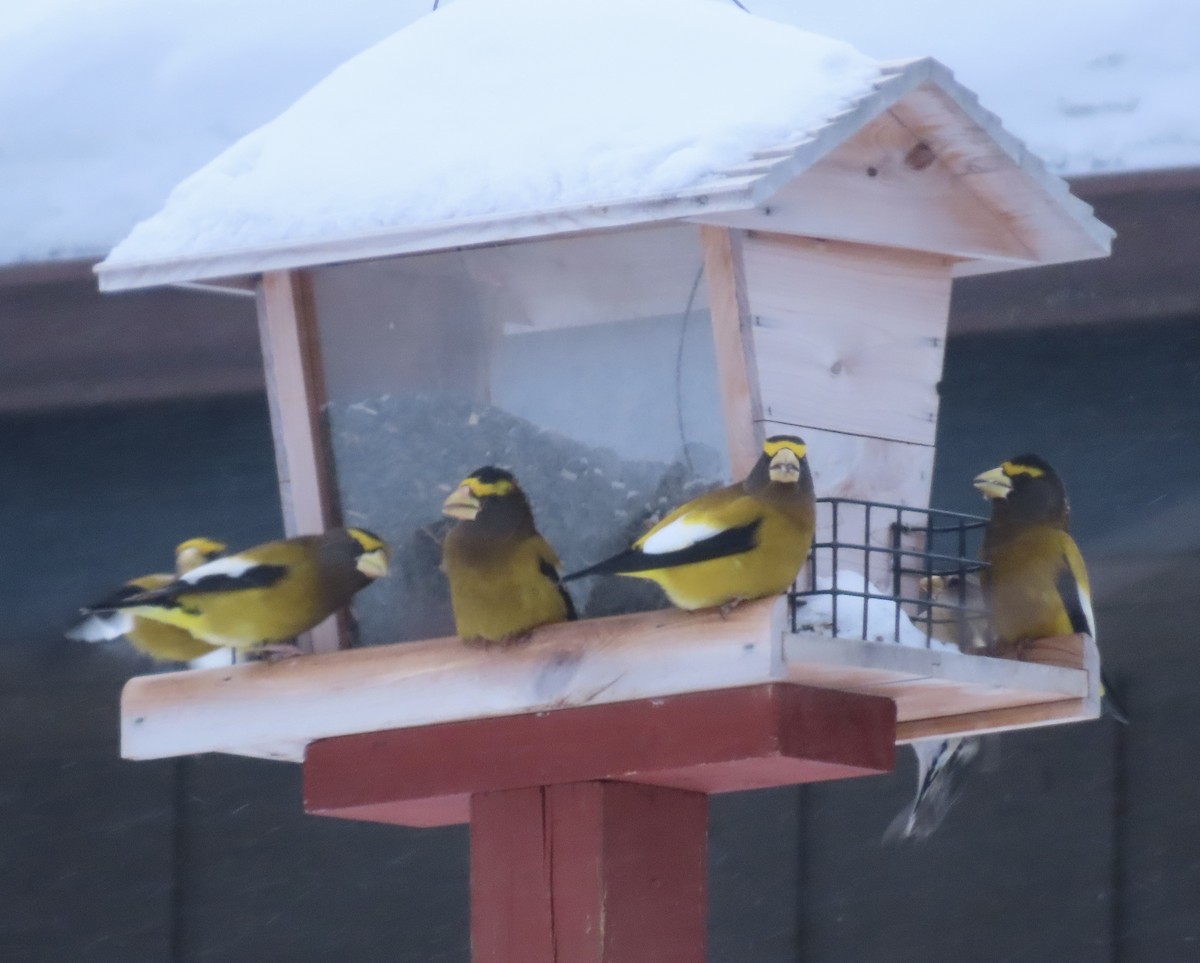 Кіпаль жовтобровий - ML650593280