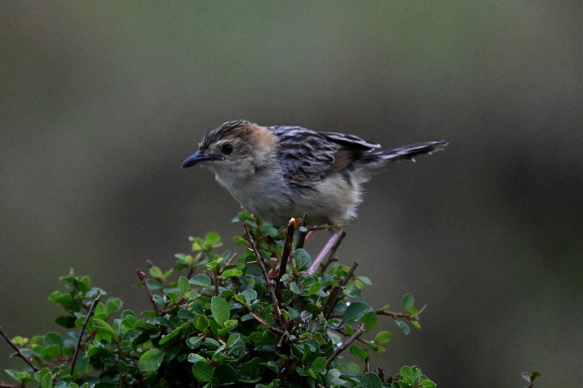 Stout Cisticola - ML650593376