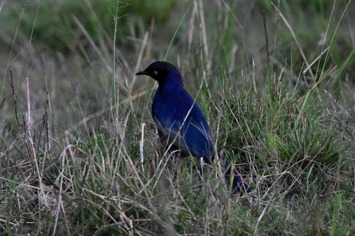 Rüppell's Starling - ML650593398