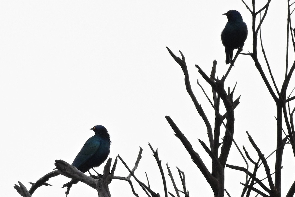 Greater Blue-eared Starling - ML650593404