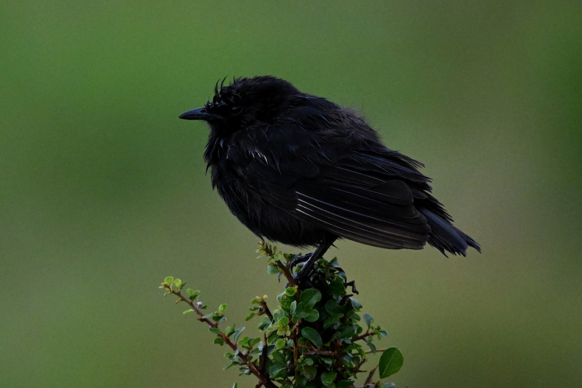 Sooty Chat - ML650593412