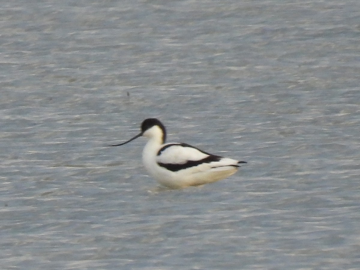 Pied Avocet - ML650593443