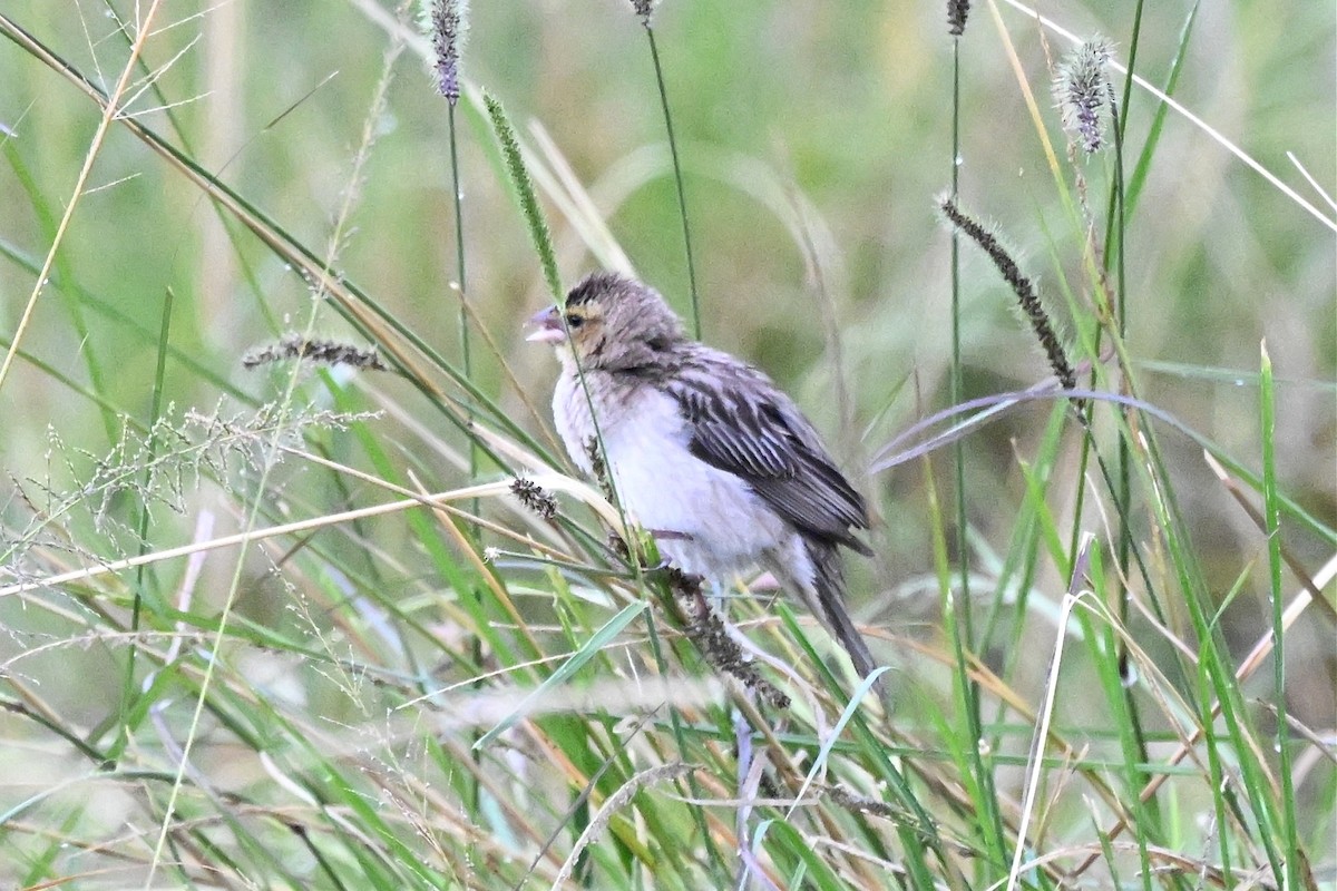 Yellow-mantled Widowbird - ML650593446