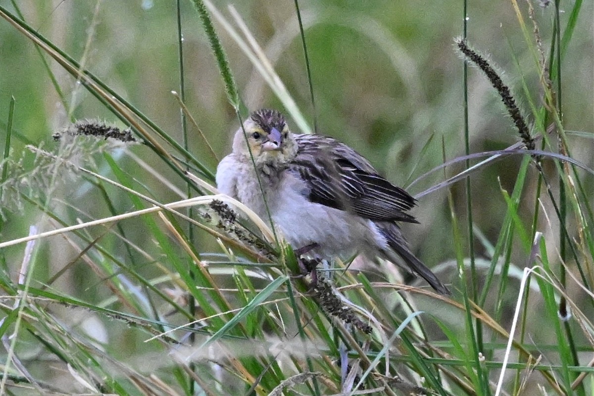 Yellow-mantled Widowbird - ML650593448