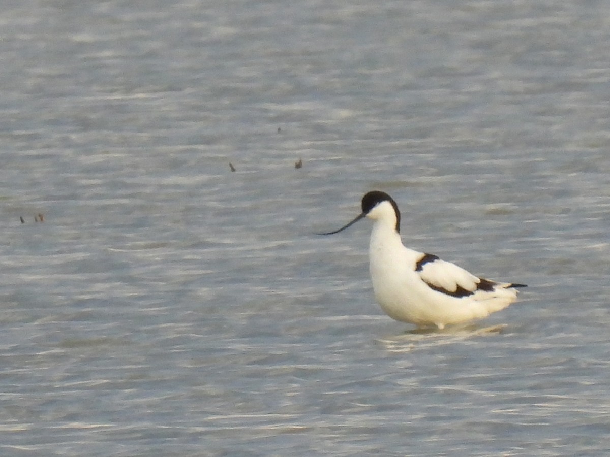 Pied Avocet - ML650593464