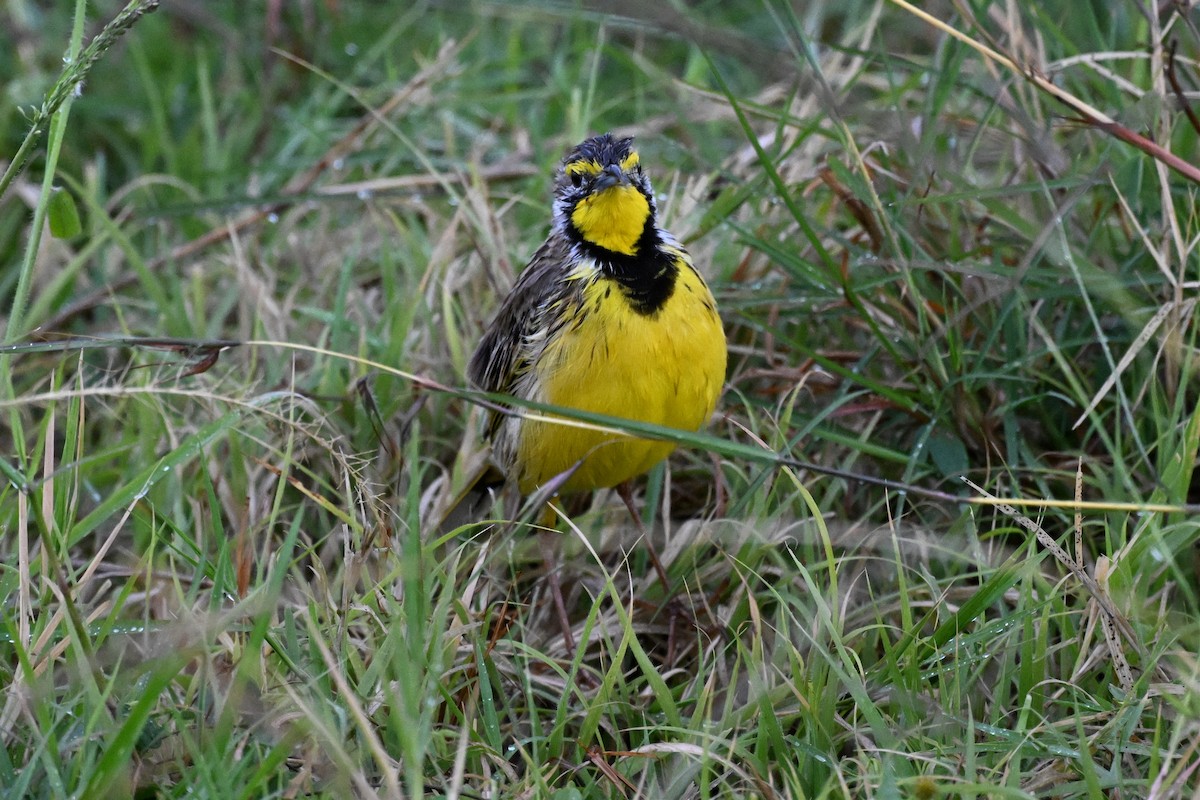 Yellow-throated Longclaw - ML650593467