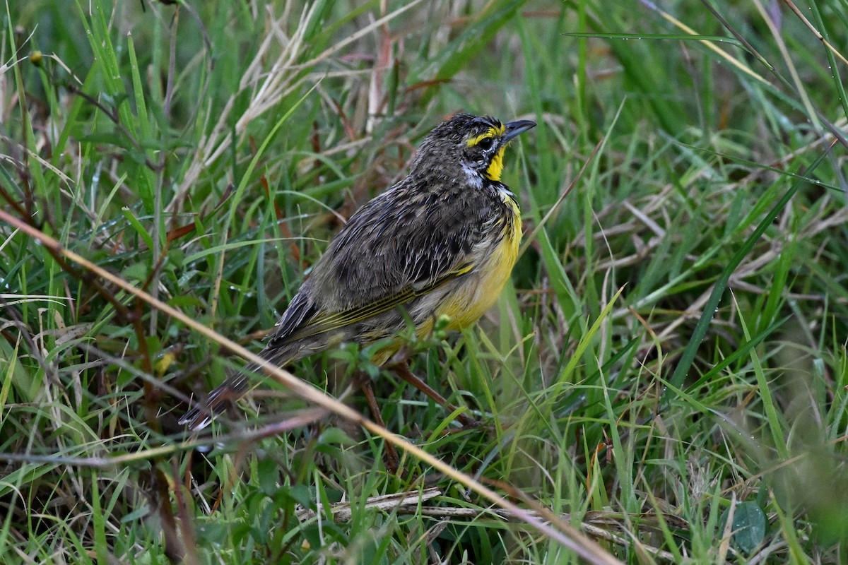 Yellow-throated Longclaw - ML650593471