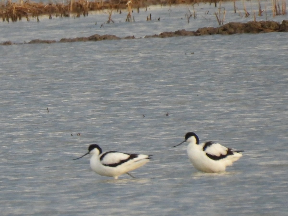 Pied Avocet - ML650593482