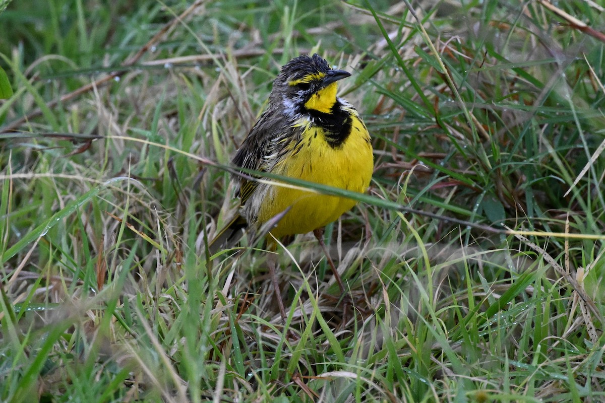 Yellow-throated Longclaw - ML650593489