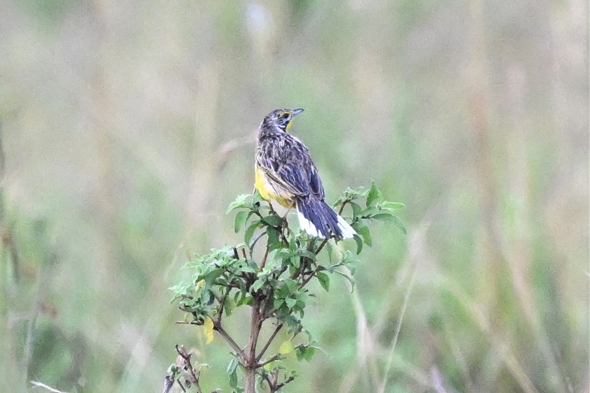 Yellow-throated Longclaw - ML650593492