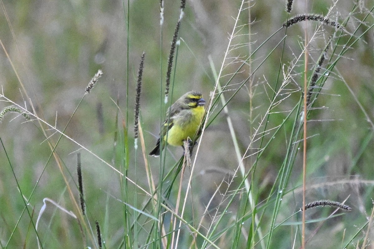 Yellow-fronted Canary - ML650593499