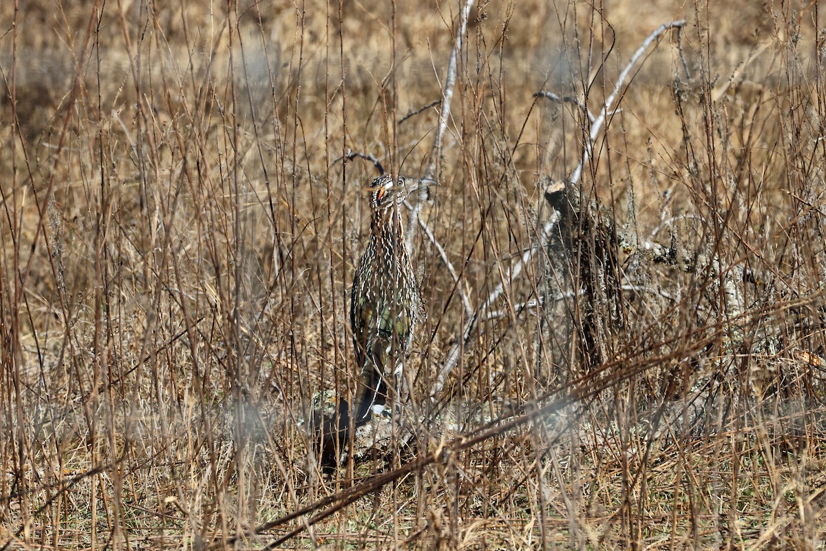 Greater Roadrunner - ML650593507