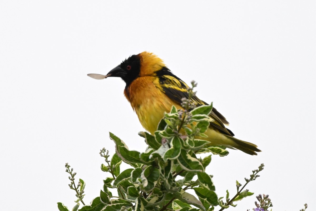 Village Weaver - ML650593512