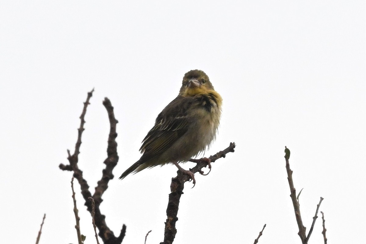 Village Weaver - ML650593513