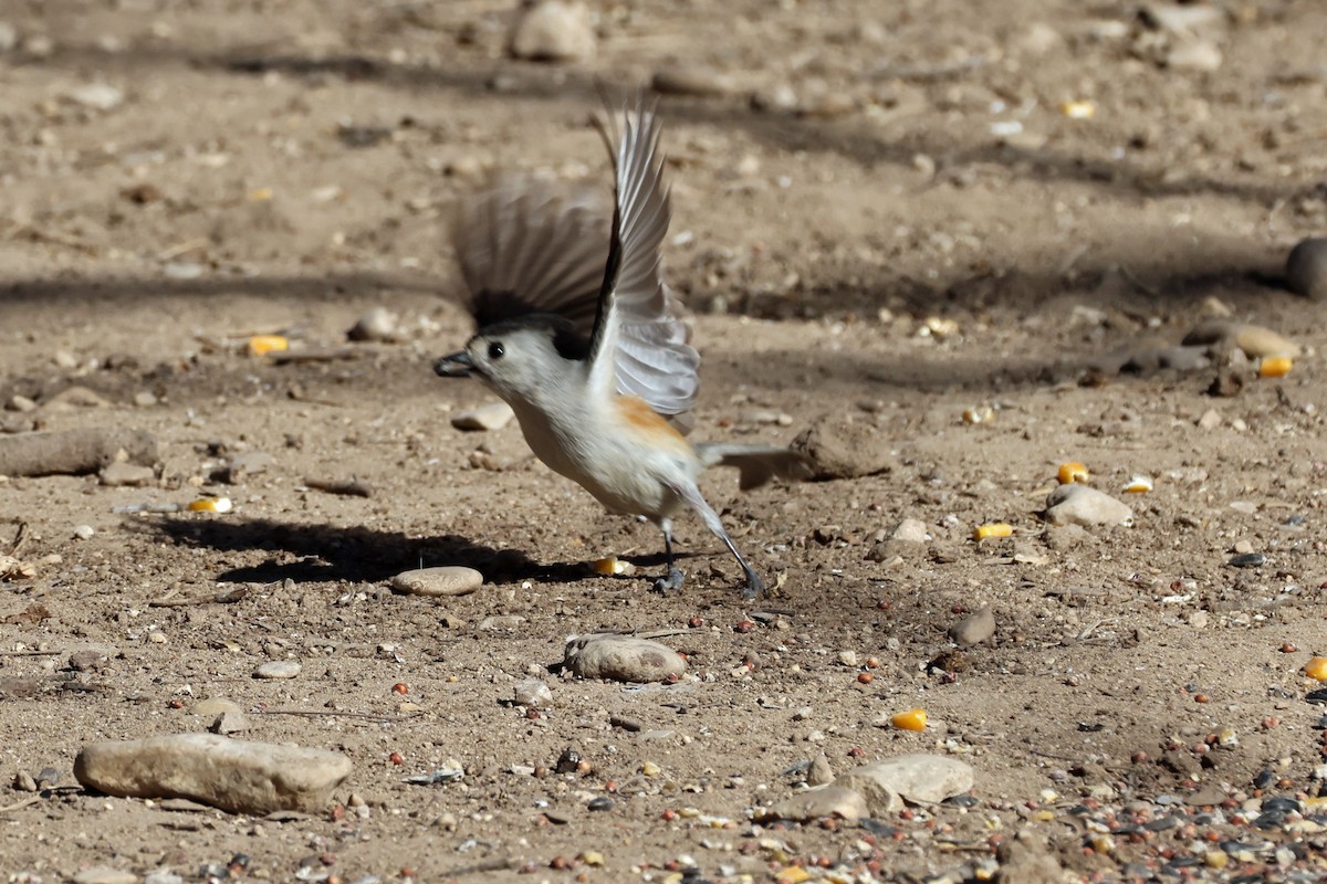 Black-crested Titmouse - ML650593534