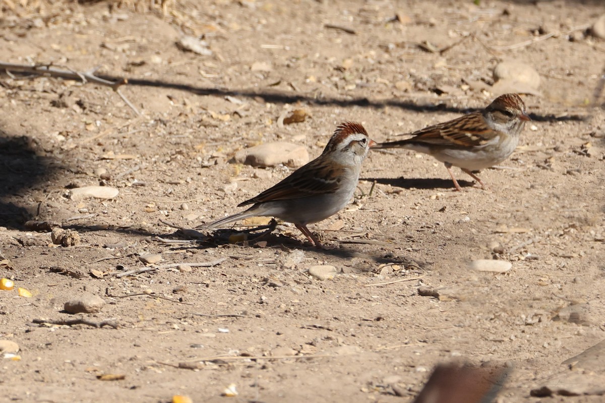 Chipping Sparrow - ML650593543