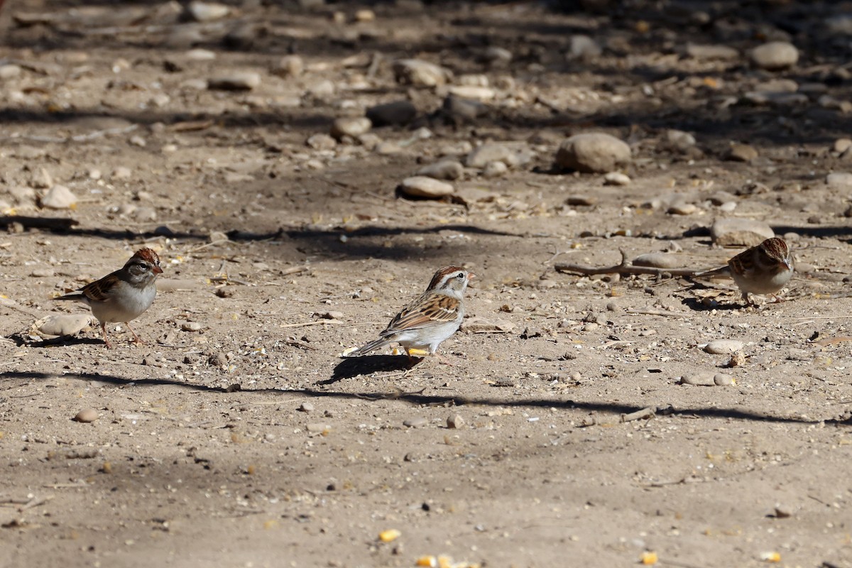 Chipping Sparrow - ML650593544