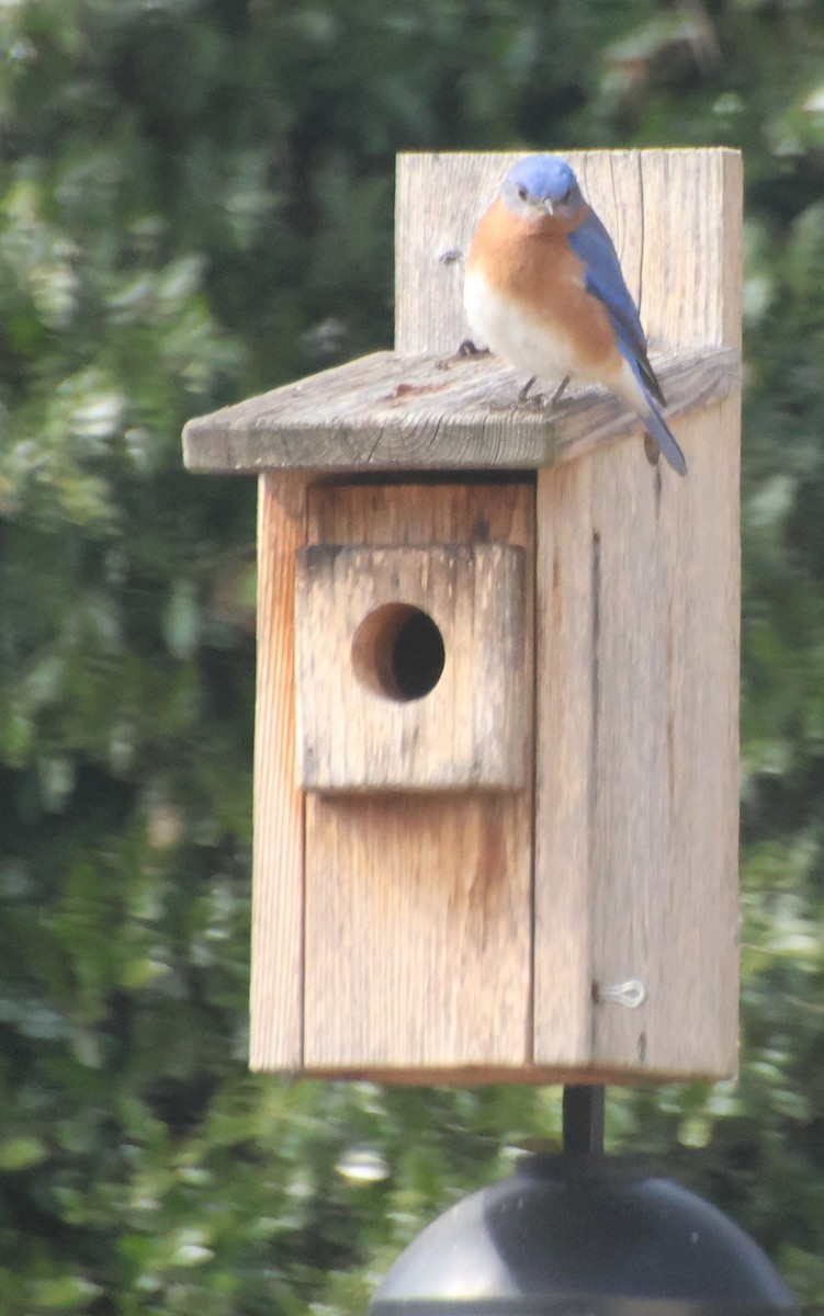 Eastern Bluebird - ML650593577