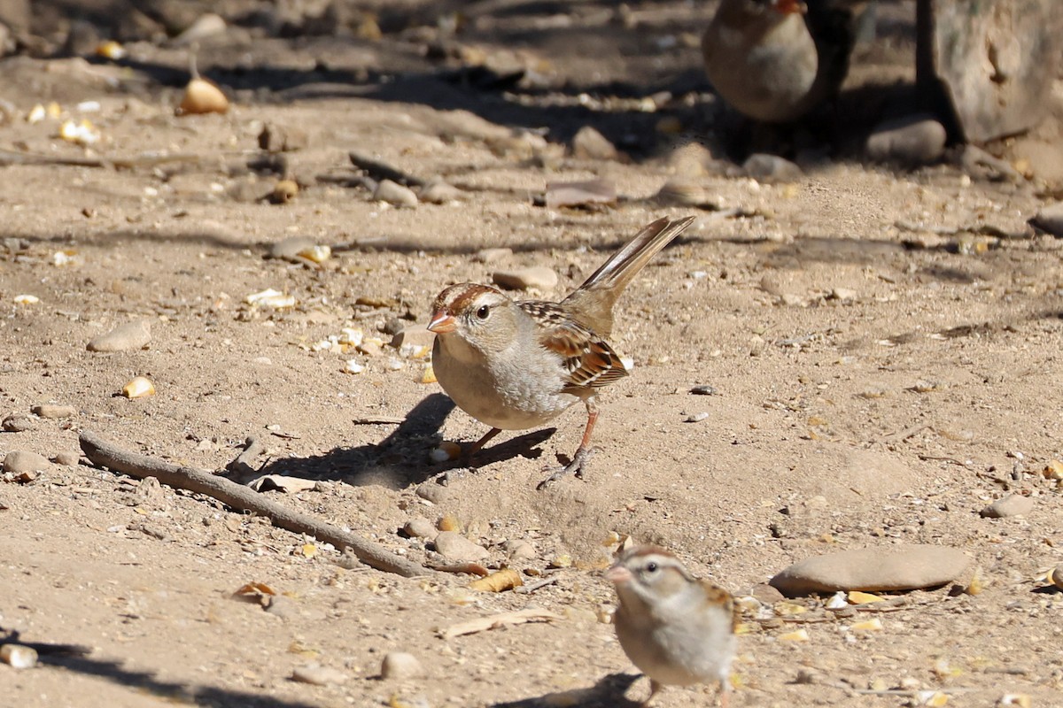 White-crowned Sparrow - ML650593579
