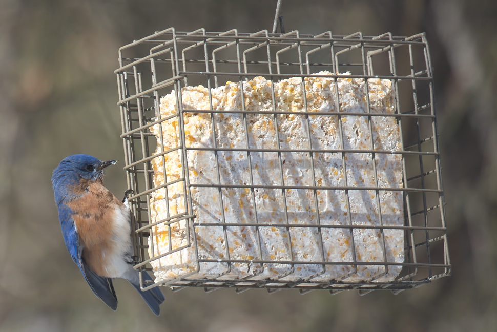 Eastern Bluebird - ML650593670