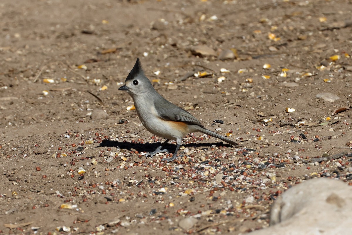 Black-crested Titmouse - ML650593834