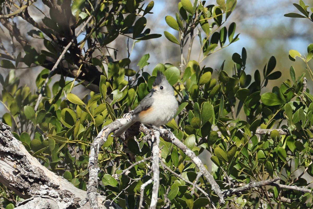 Black-crested Titmouse - ML650593835