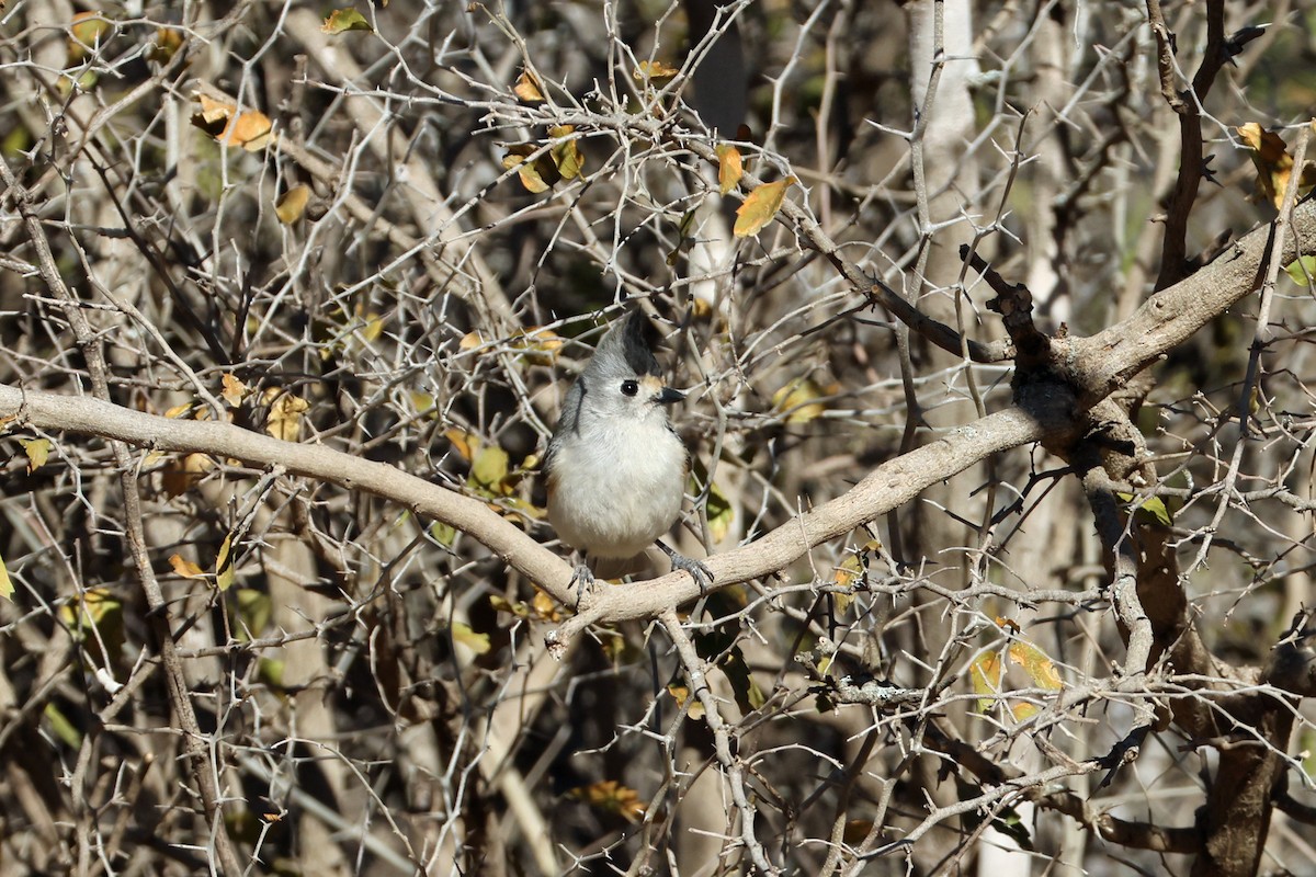 Black-crested Titmouse - ML650593836
