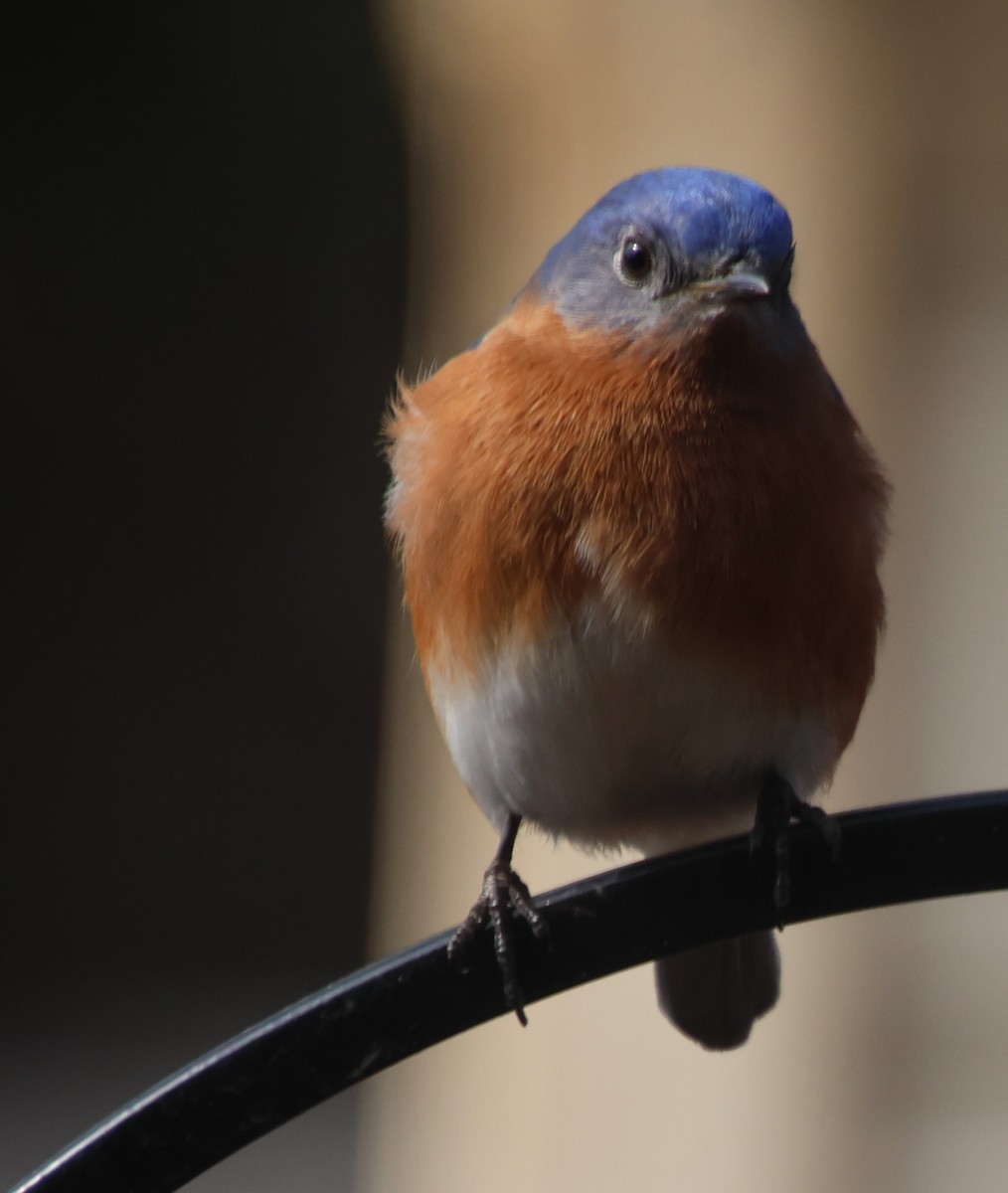 Eastern Bluebird - ML650593847