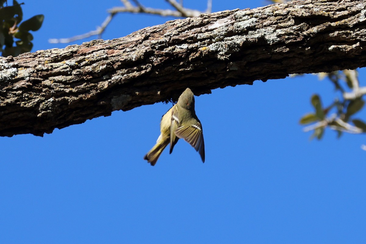 Ruby-crowned Kinglet - ML650593849