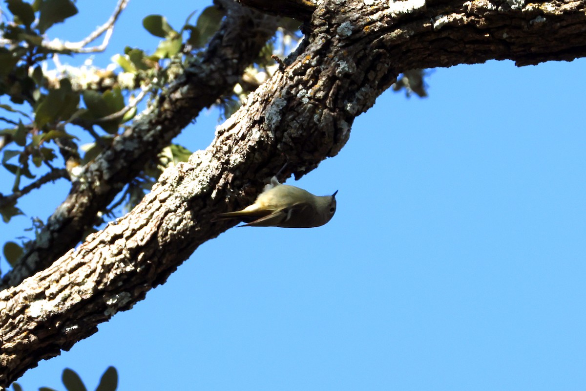 Ruby-crowned Kinglet - ML650593850