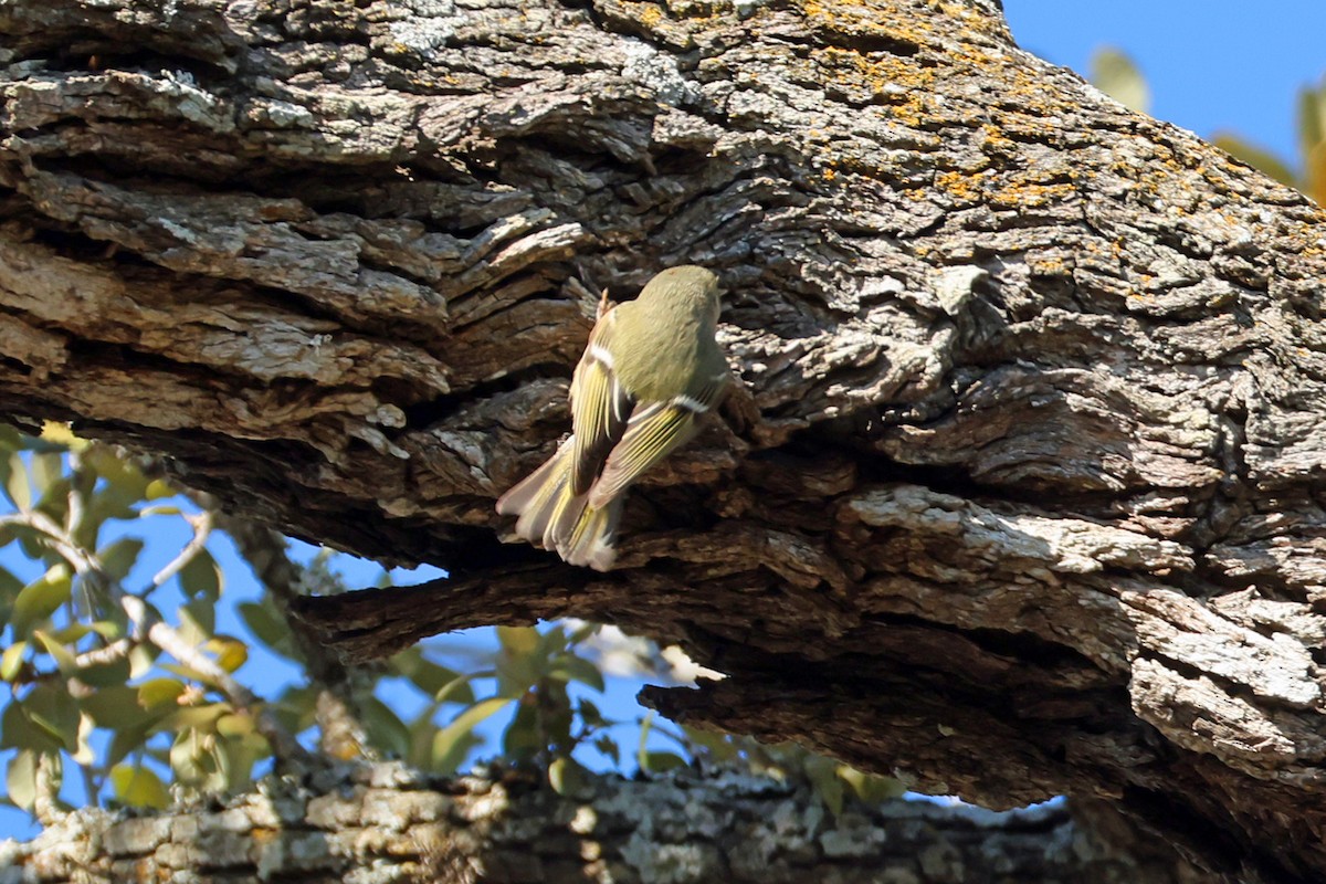 Ruby-crowned Kinglet - ML650593851